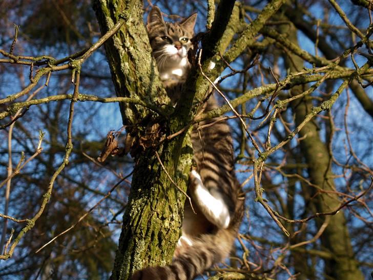 Huskat molly og malle billede 11
