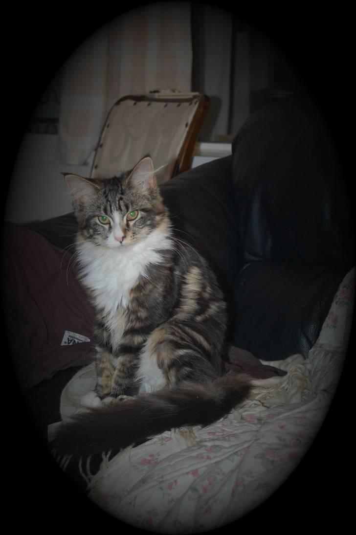 Maine Coon Bodil billede 1