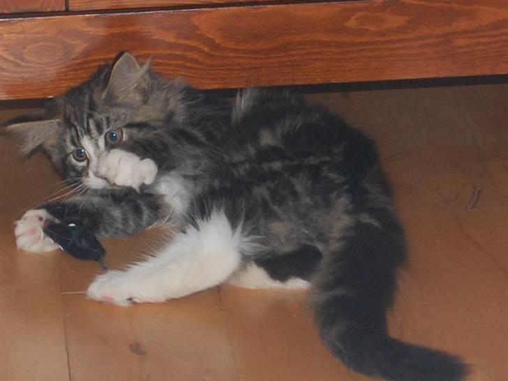 Maine Coon Bodil billede 2