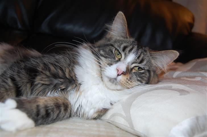 Maine Coon Bodil - Bodil tager sig en lur med hovedpude :) billede 3