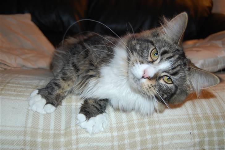 Maine Coon Bodil billede 4