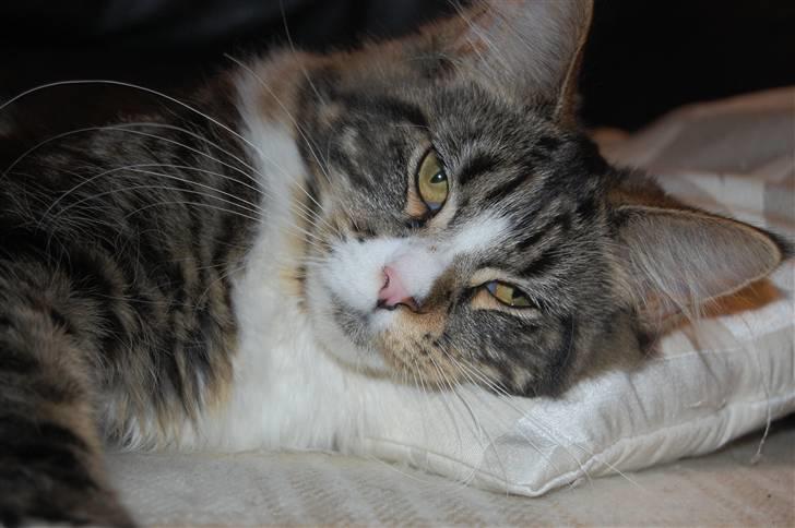 Maine Coon Bodil billede 5