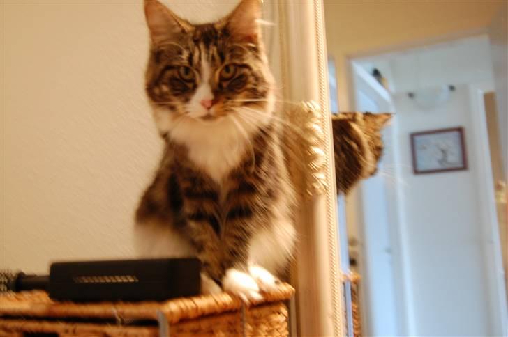 Maine Coon Bodil billede 6