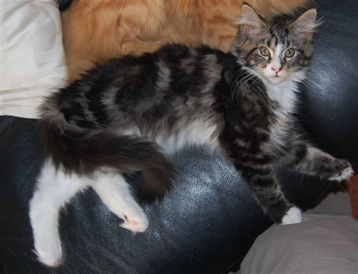 Maine Coon Bodil billede 7