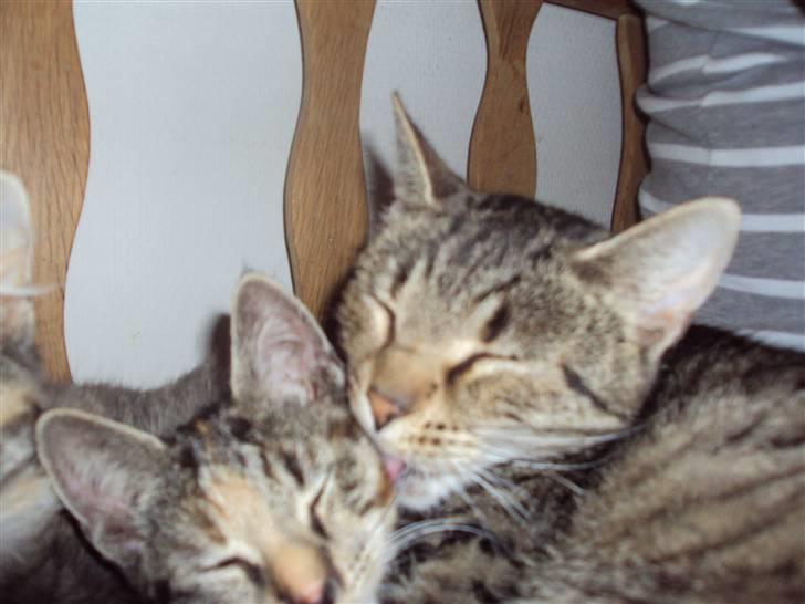 Huskat "Jose" Fine billede 11