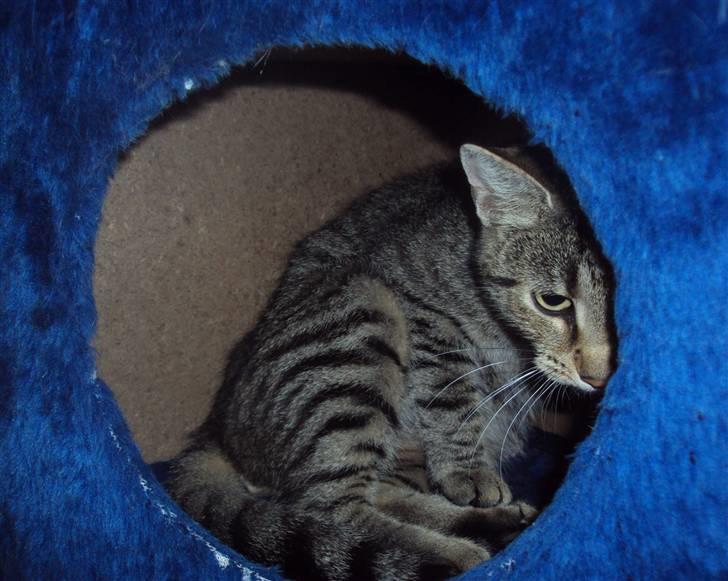 Huskat "Jose" Fine billede 12