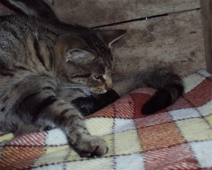 Huskat "Jose" Fine - Josefine tsk tsk tsk... mon dog ikke det hedder dyrelæge om 3-4 mdr :).. ikke fordi den er sku da sød :) billede 13