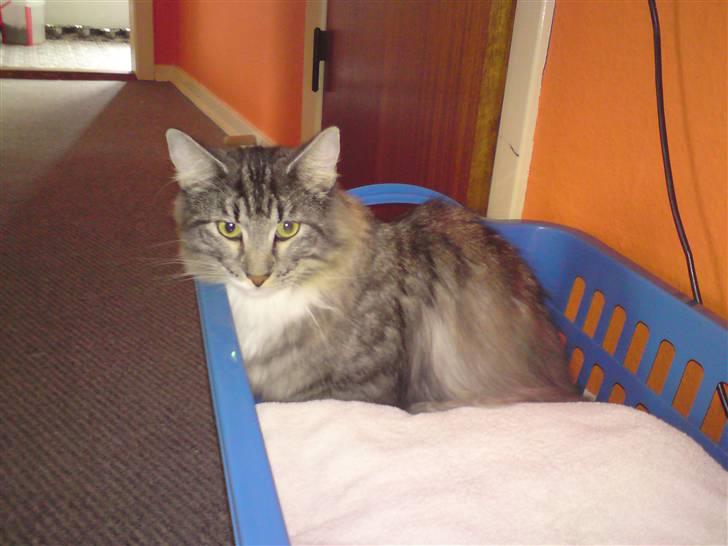 Norsk Skovkat Cayica's Kestejoo Ahote billede 16