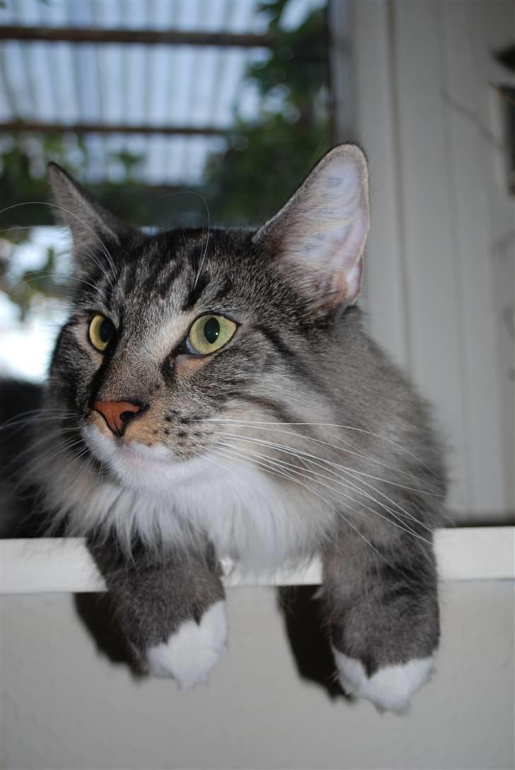 Norsk Skovkat Cayica's Kestejoo Ahote billede 17