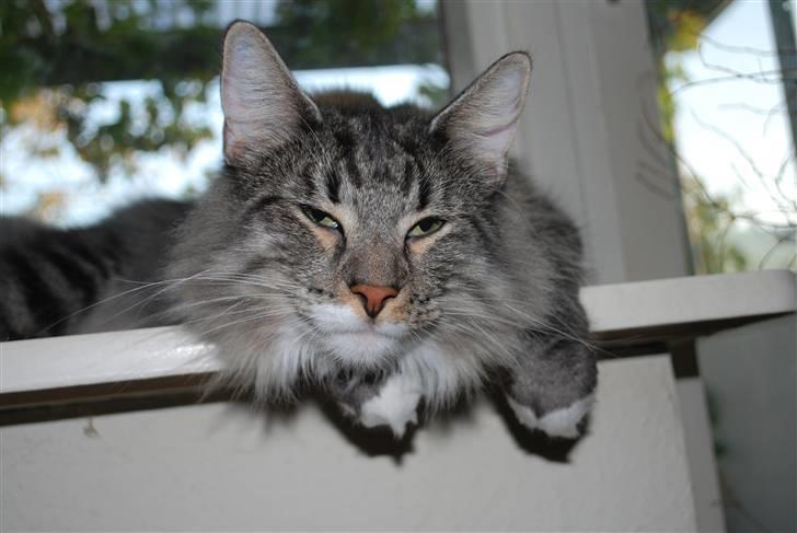 Norsk Skovkat Cayica's Kestejoo Ahote billede 18