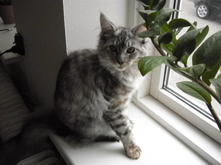 Maine Coon Betty Blue - Sille billede 6