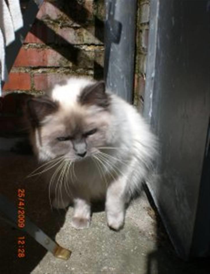 Ragdoll DK X-Colours Frida  billede 1