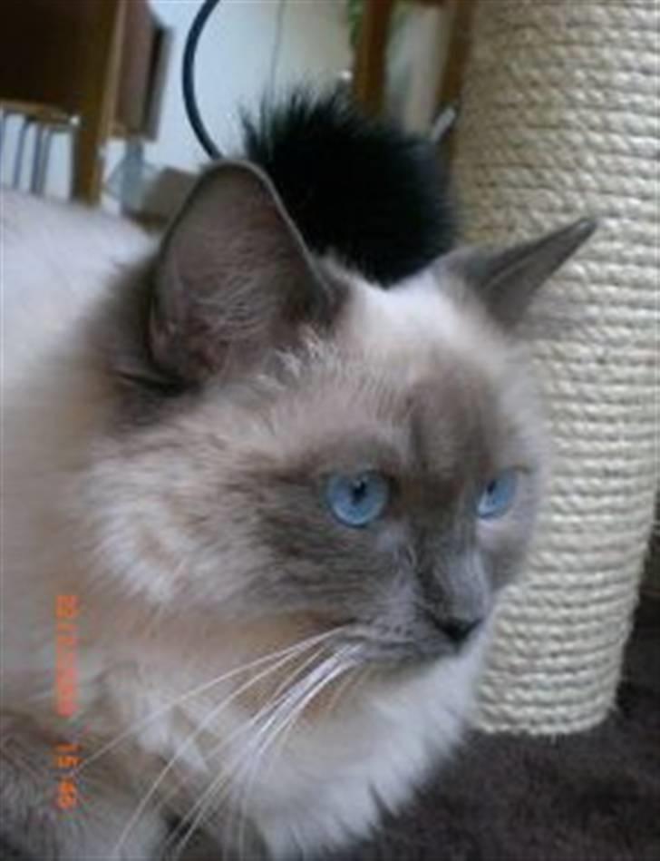 Ragdoll DK X-Colours Frida  billede 2