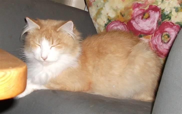 Norsk Skovkat R.I.P (Annabell) Mille billede 1