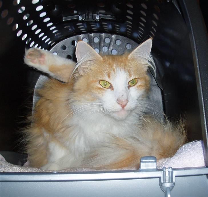 Norsk Skovkat R.I.P (Annabell) Mille billede 2