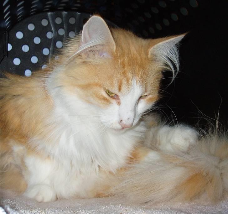 Norsk Skovkat R.I.P (Annabell) Mille billede 3