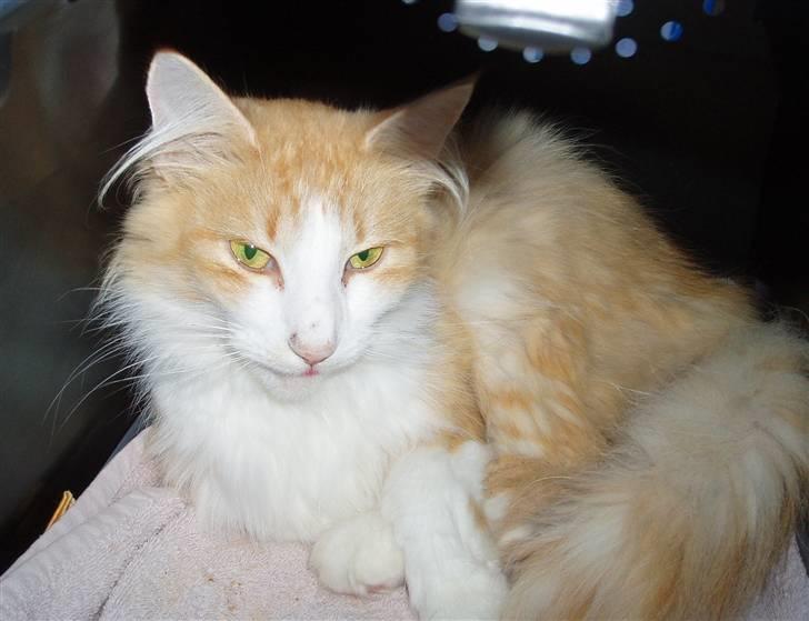 Norsk Skovkat R.I.P (Annabell) Mille billede 4