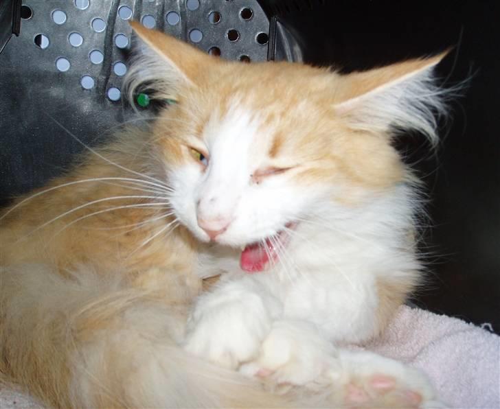 Norsk Skovkat R.I.P (Annabell) Mille billede 5