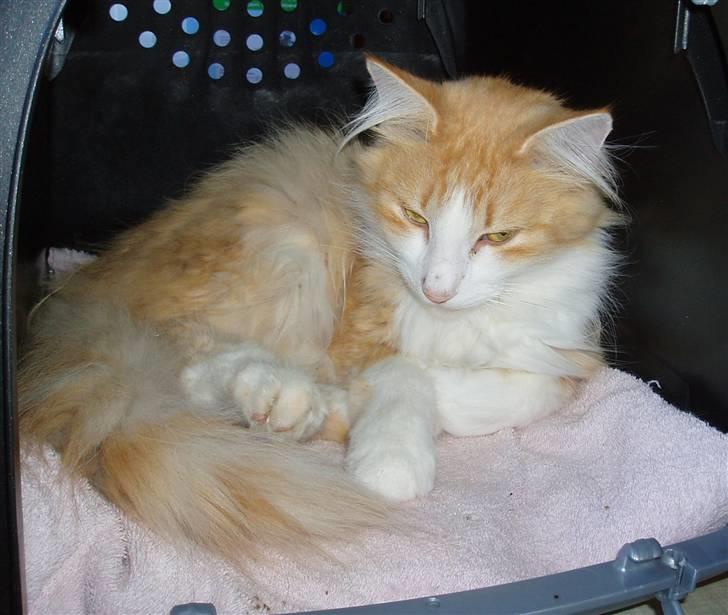 Norsk Skovkat R.I.P (Annabell) Mille billede 6