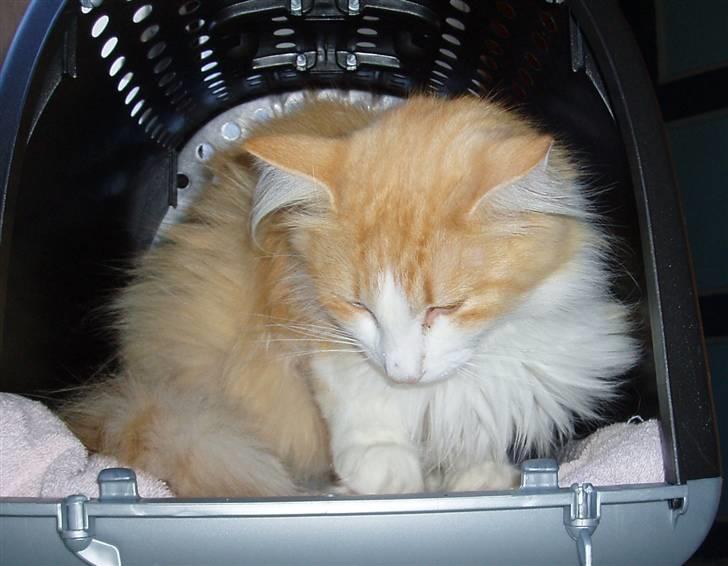 Norsk Skovkat R.I.P (Annabell) Mille billede 7