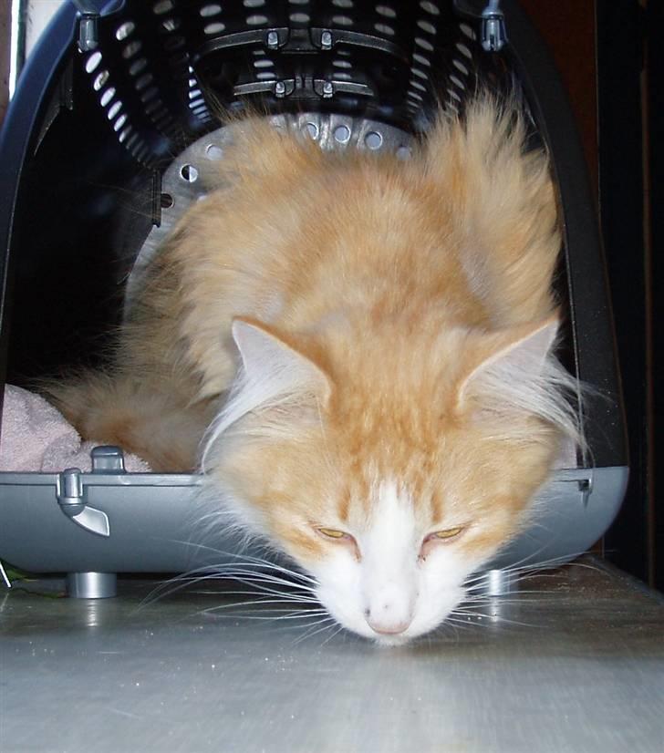 Norsk Skovkat R.I.P (Annabell) Mille billede 8