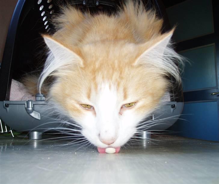 Norsk Skovkat R.I.P (Annabell) Mille billede 9