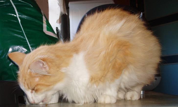 Norsk Skovkat R.I.P (Annabell) Mille billede 10