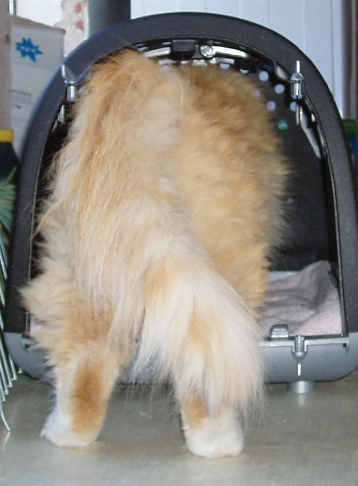 Norsk Skovkat R.I.P (Annabell) Mille billede 11