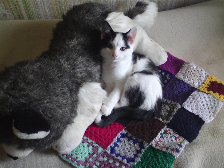 Huskat basse R.I.P oktober 2014 billede 1