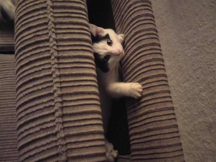 Huskat basse R.I.P oktober 2014 - hej hej billede 2