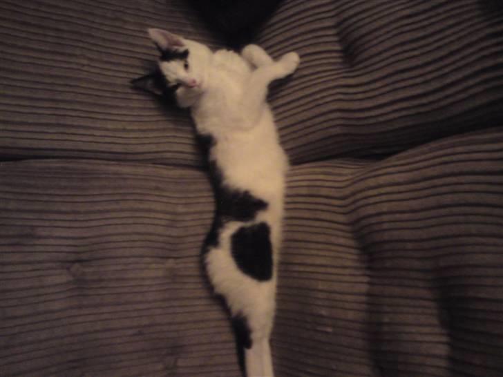 Huskat basse R.I.P oktober 2014 - se hvor stor jeg er billede 3