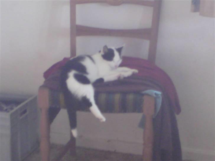 Huskat basse R.I.P oktober 2014 - ZZZZZzzzzz billede 4