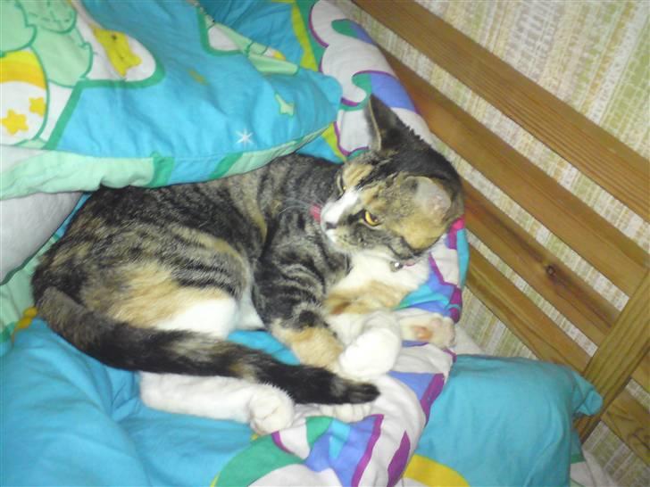 Huskat mulle 04-03-10 R.I.P. billede 13