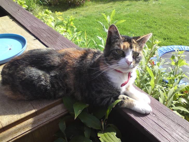 Huskat mulle 04-03-10 R.I.P. billede 14