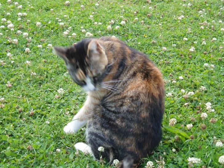 Huskat mulle 04-03-10 R.I.P. billede 15