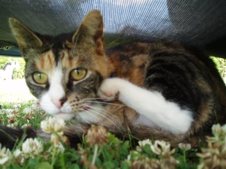 Huskat mulle 04-03-10 R.I.P. billede 16