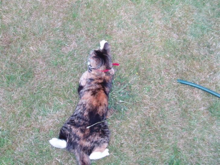 Huskat mulle 04-03-10 R.I.P. billede 17