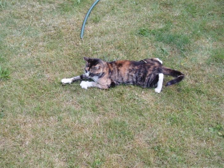 Huskat mulle 04-03-10 R.I.P. billede 18