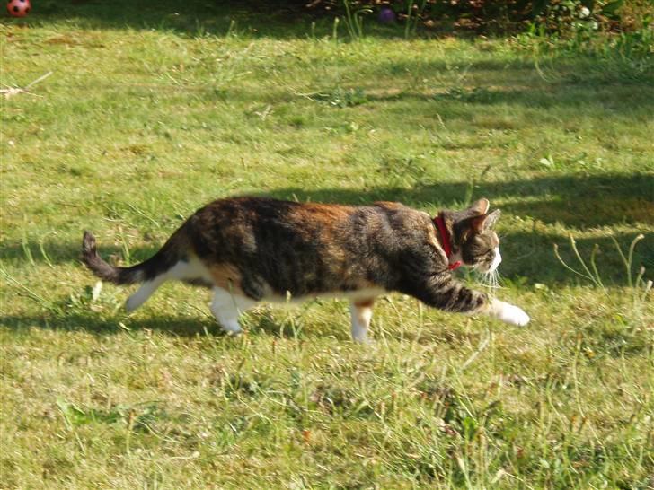 Huskat mulle 04-03-10 R.I.P. billede 19