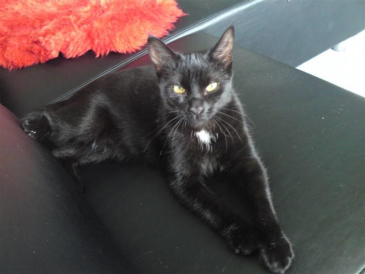 Huskat Mini billede 1