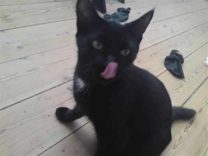 Huskat Mini billede 2