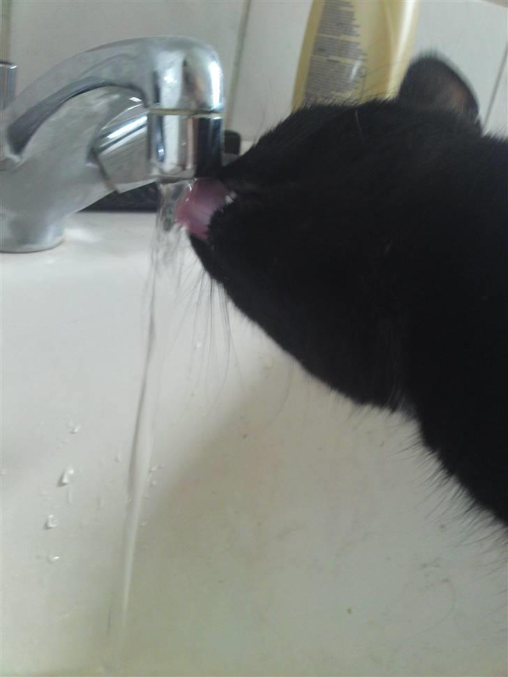 Huskat Mini billede 3