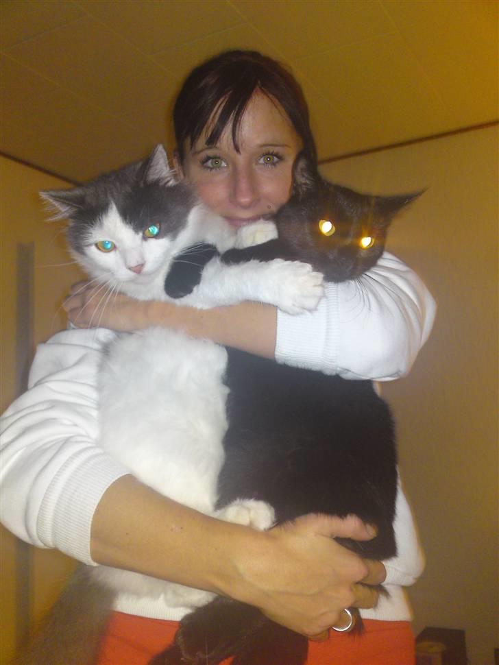 Huskat Mini billede 4