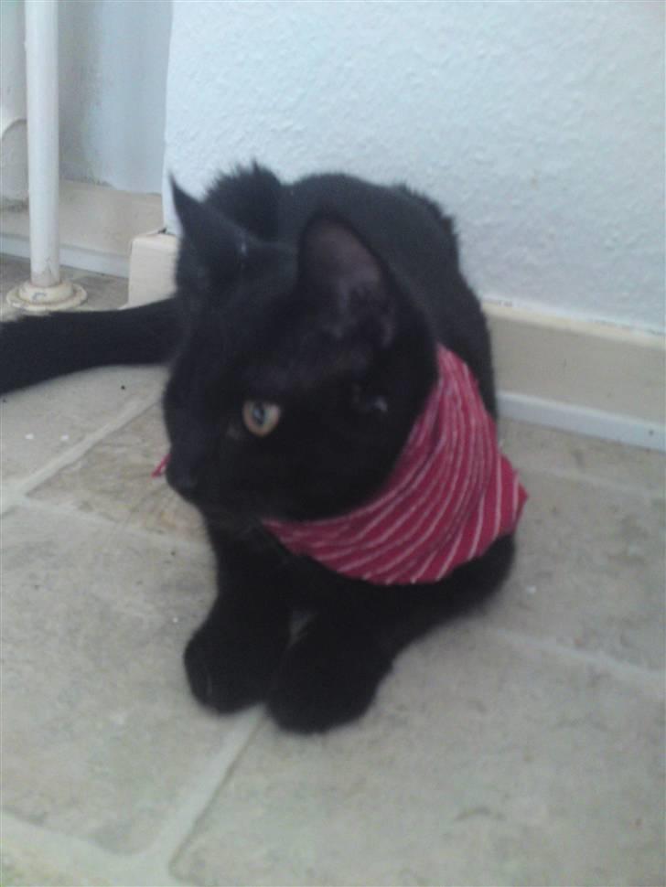 Huskat Mini billede 5