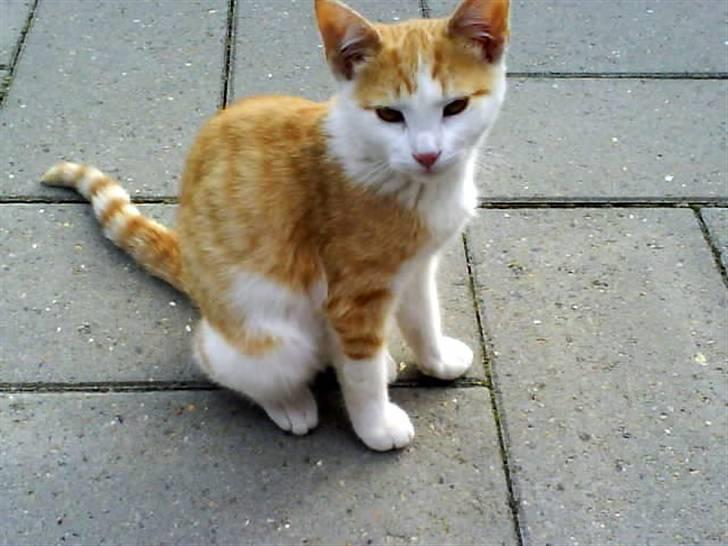 Huskat Miley billede 2