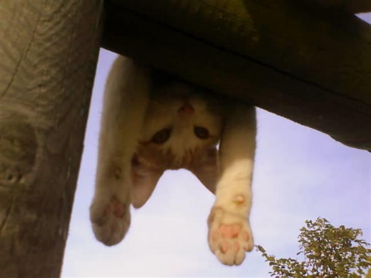 Huskat Miley - Hej med dig, og velkommen til min profil. billede 1