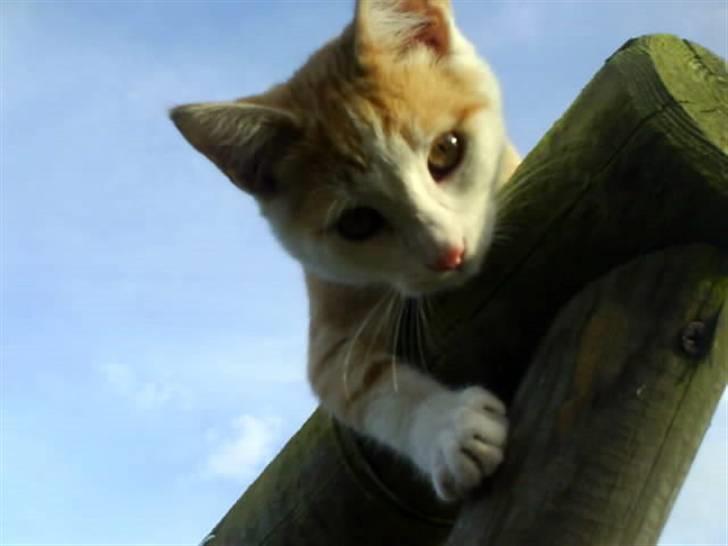 Huskat Miley - hej med dig billede 3