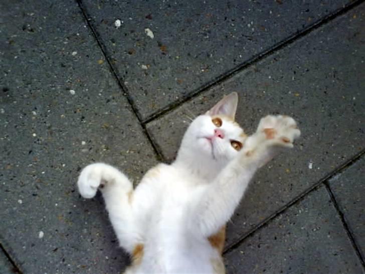 Huskat Miley billede 4