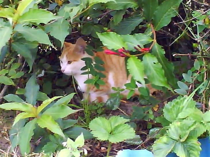 Huskat Miley - Ingen kan se mig.. billede 5