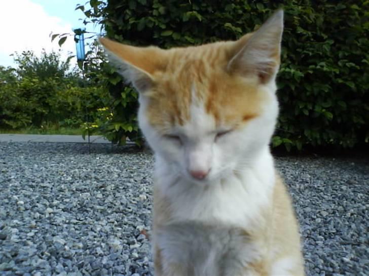 Huskat Miley billede 6